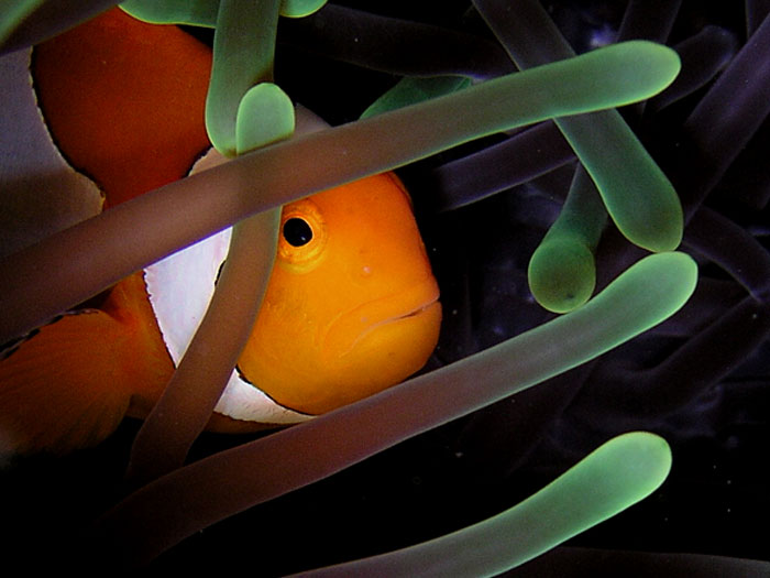 Clownfish