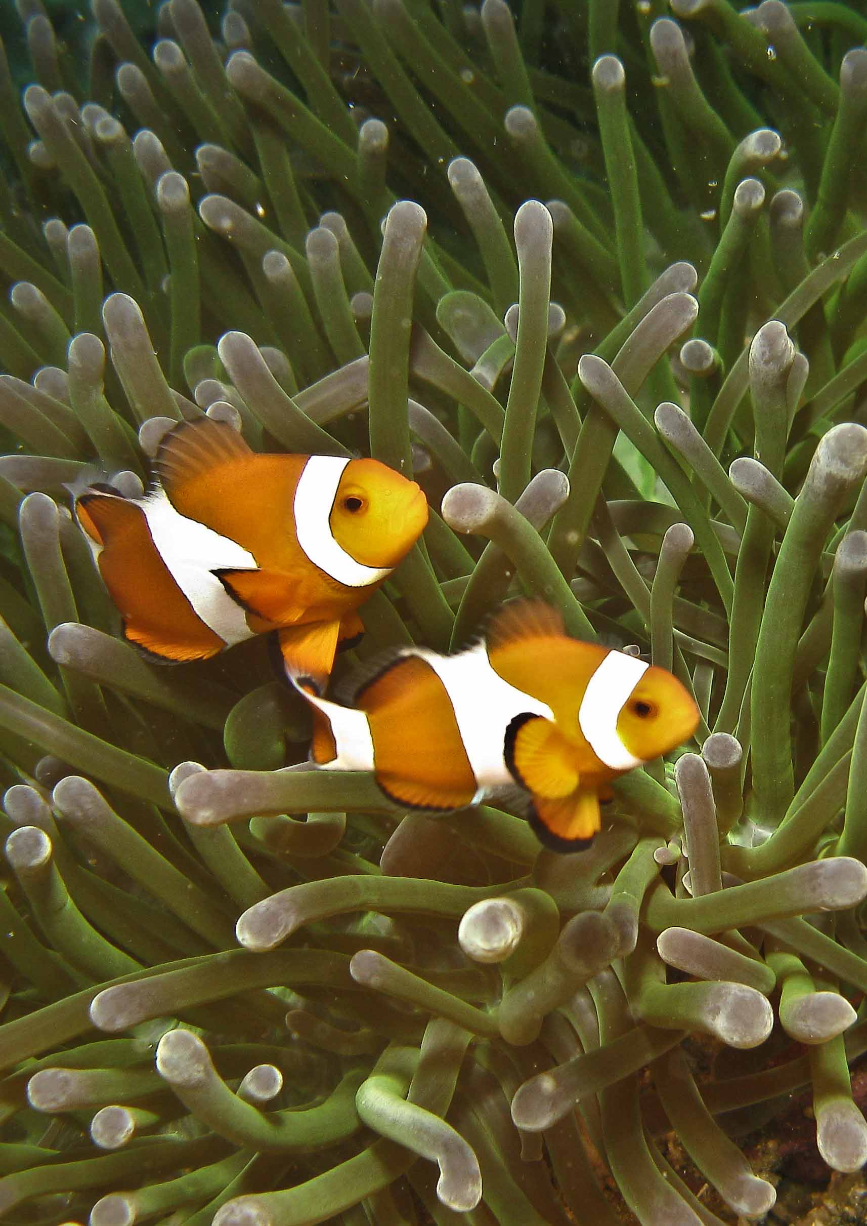 Clownfish