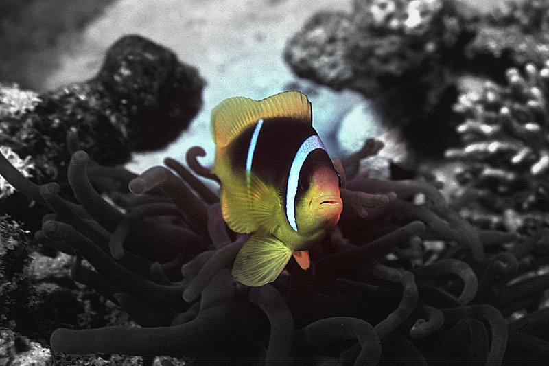 Clownfish