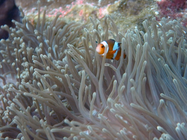 Clownfish