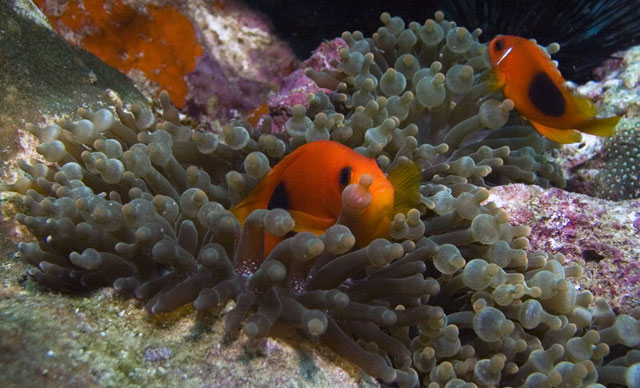 Clownfish