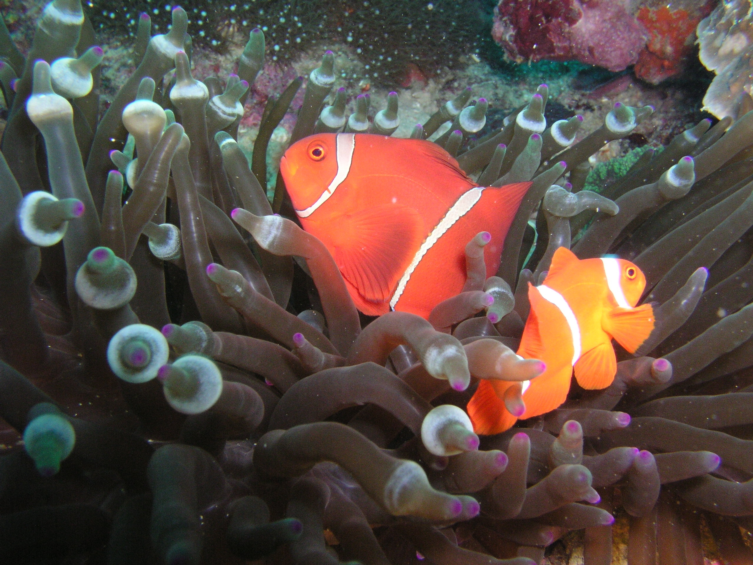 Clownfish