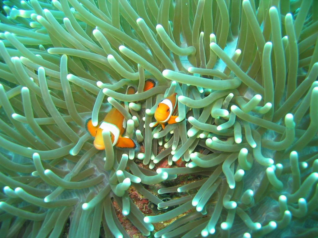 Clownfish