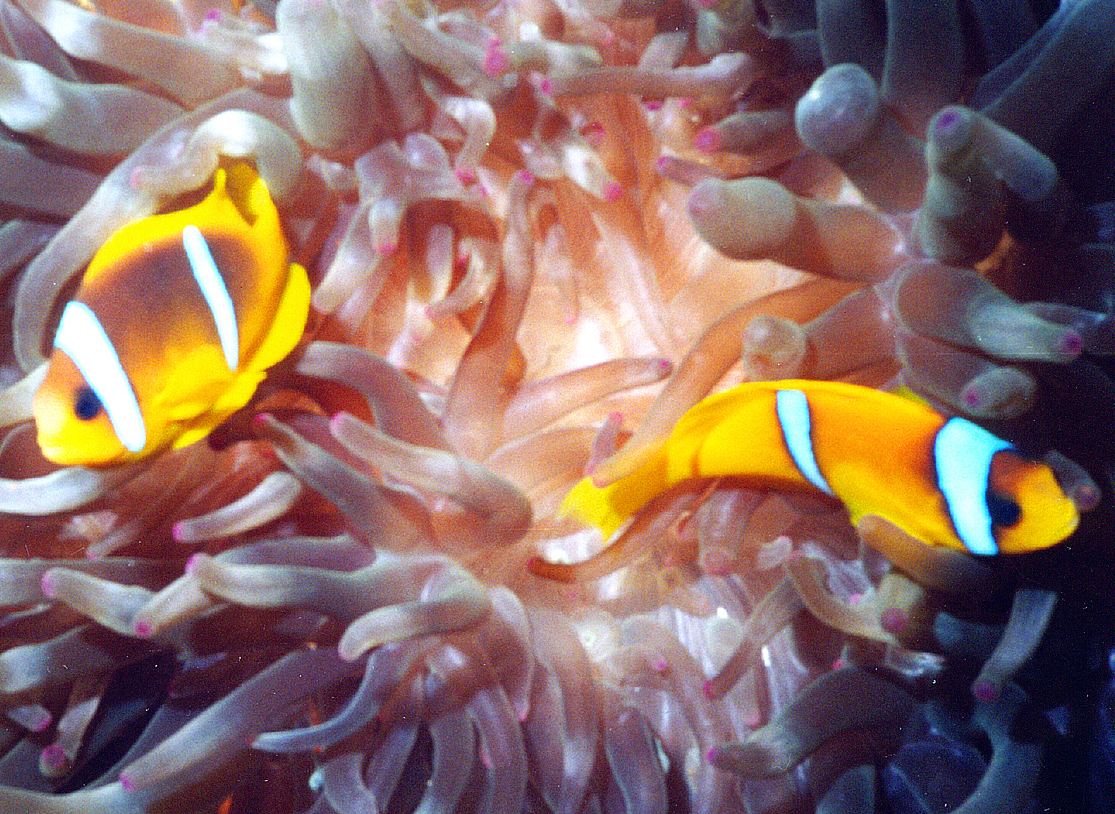 clownfish