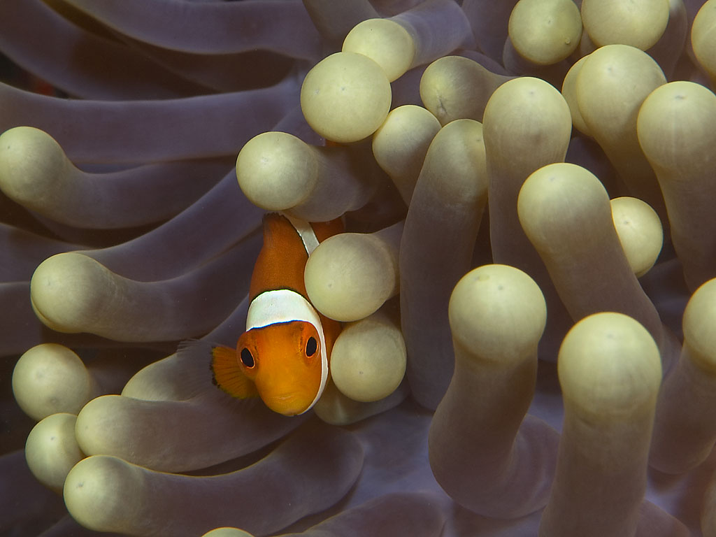 Clownfish