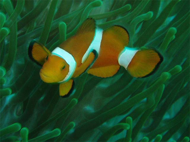 clownfish