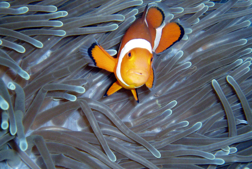 Clownfish