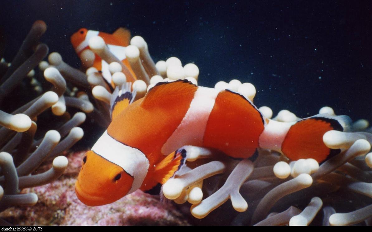 Clownfish