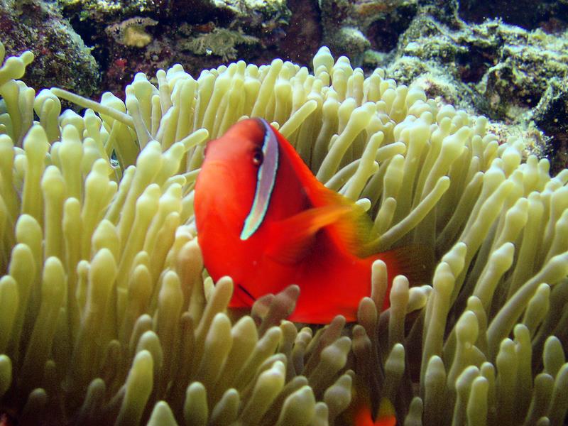 Clownfish