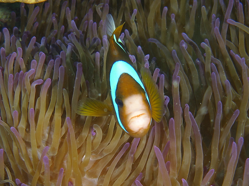 clownfish051
