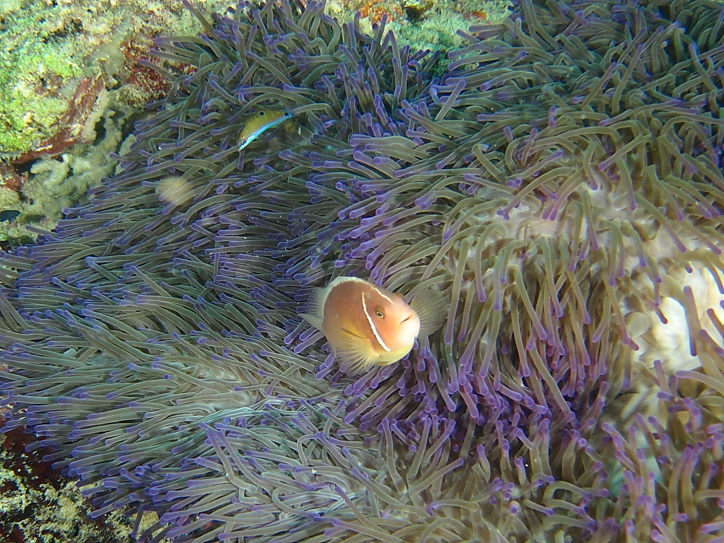 clownfish071