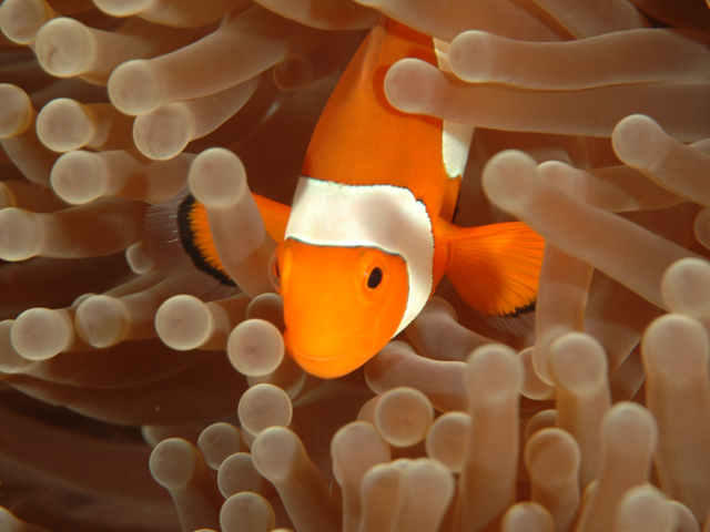 clownfish11