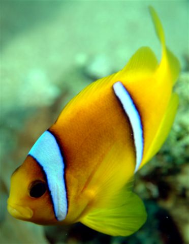 Clownfish2JPEG