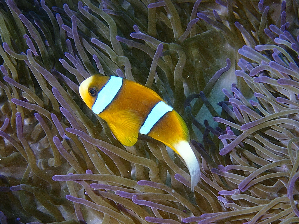 clownfish31