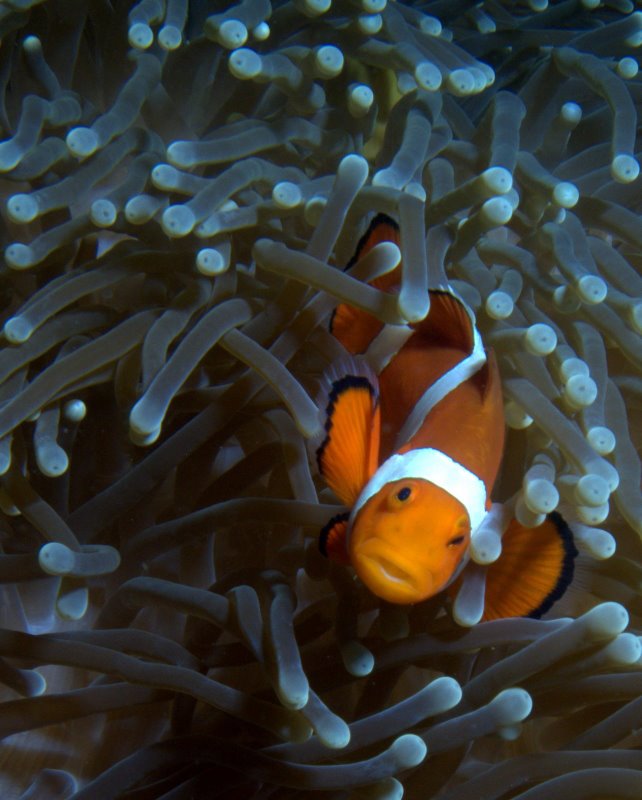 clownfish7