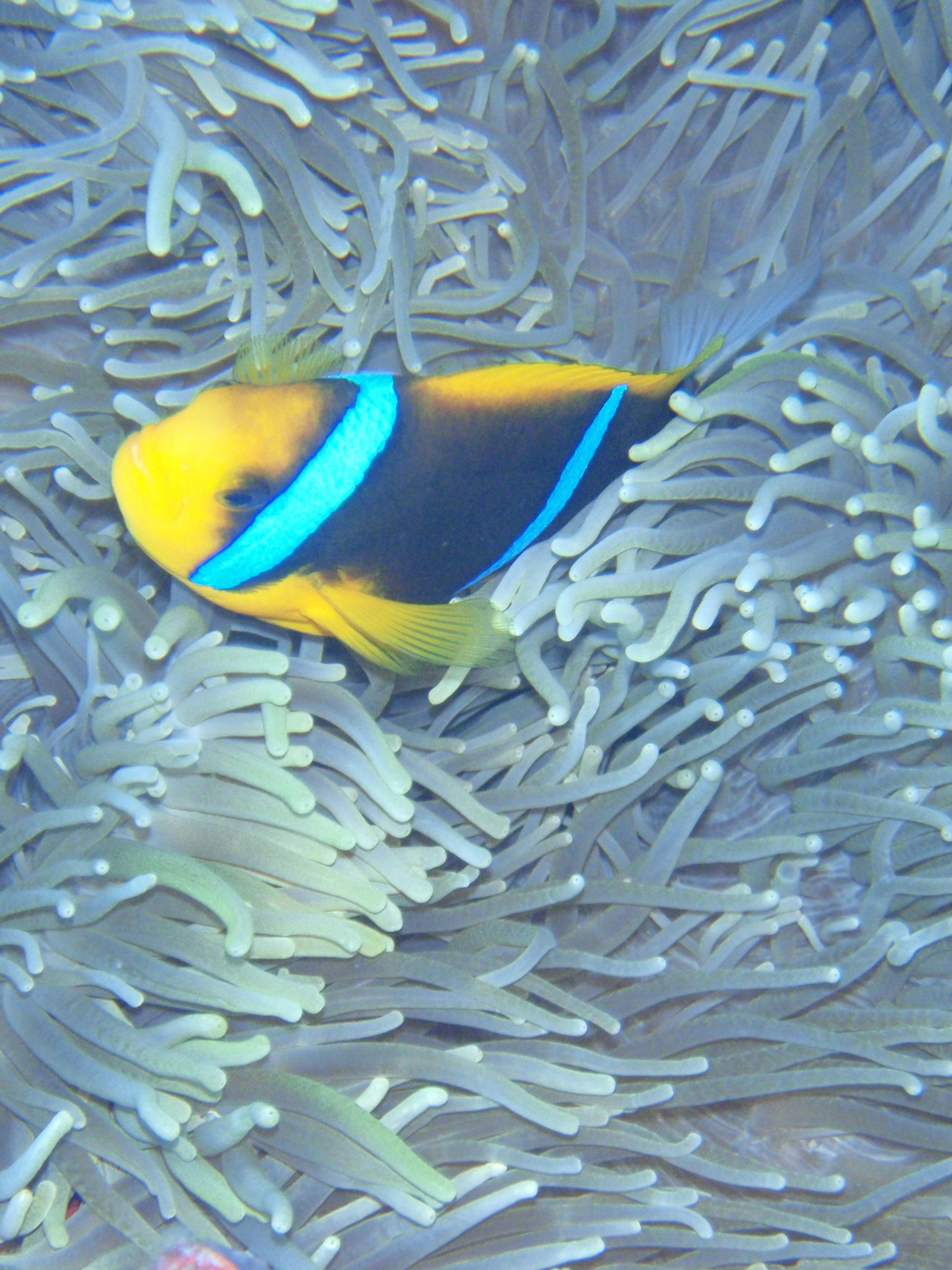 clownfish8