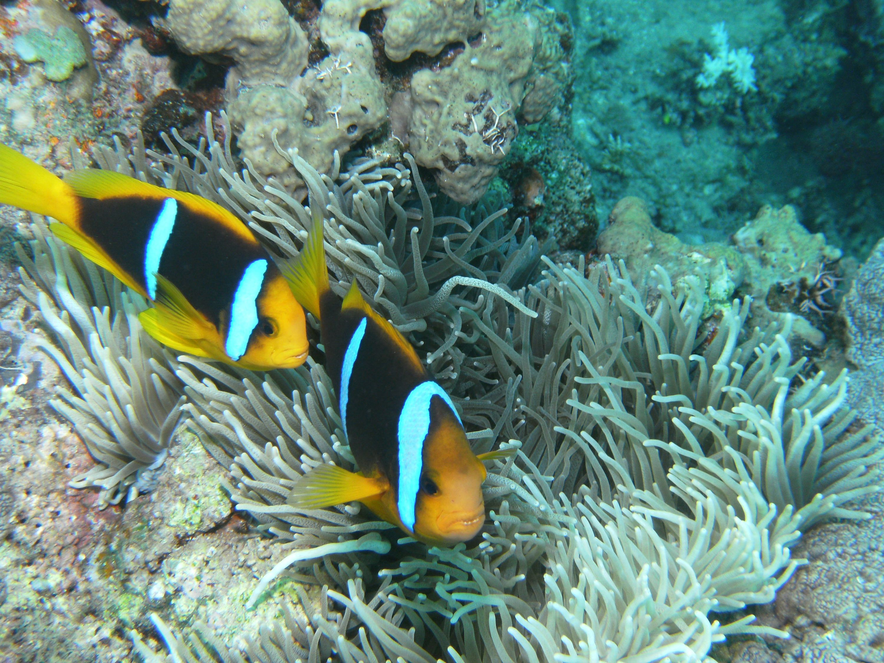 clownfish_3