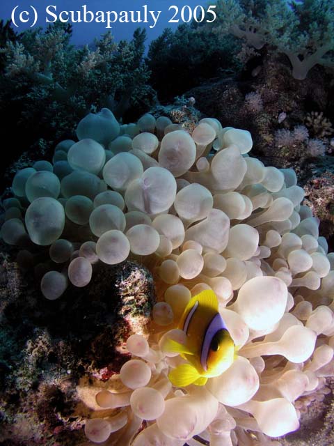 clownfish_and_anemone_near_Dunraven_29-8-05