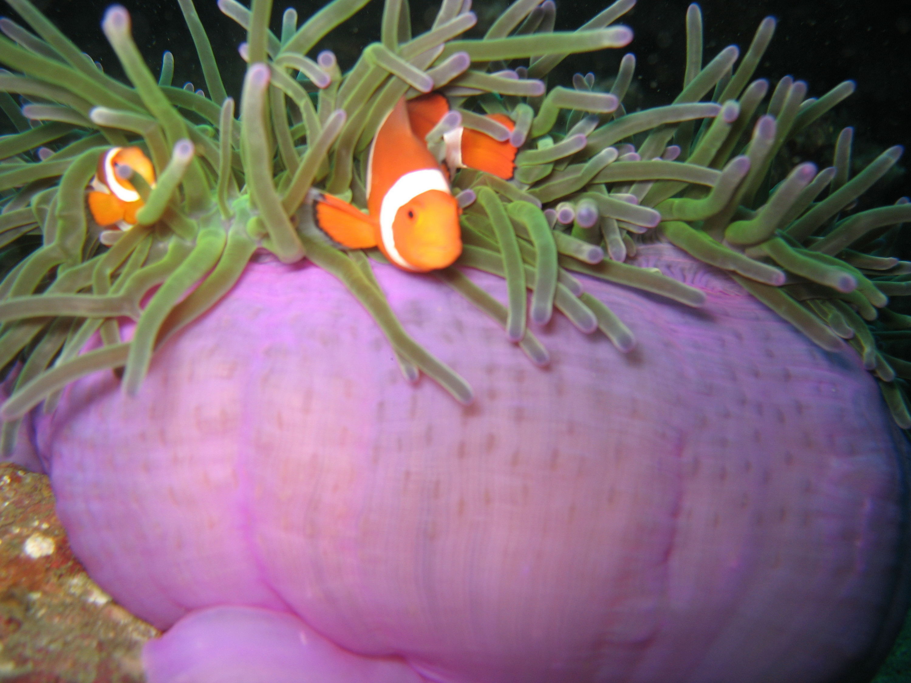 Clownie On Anemone