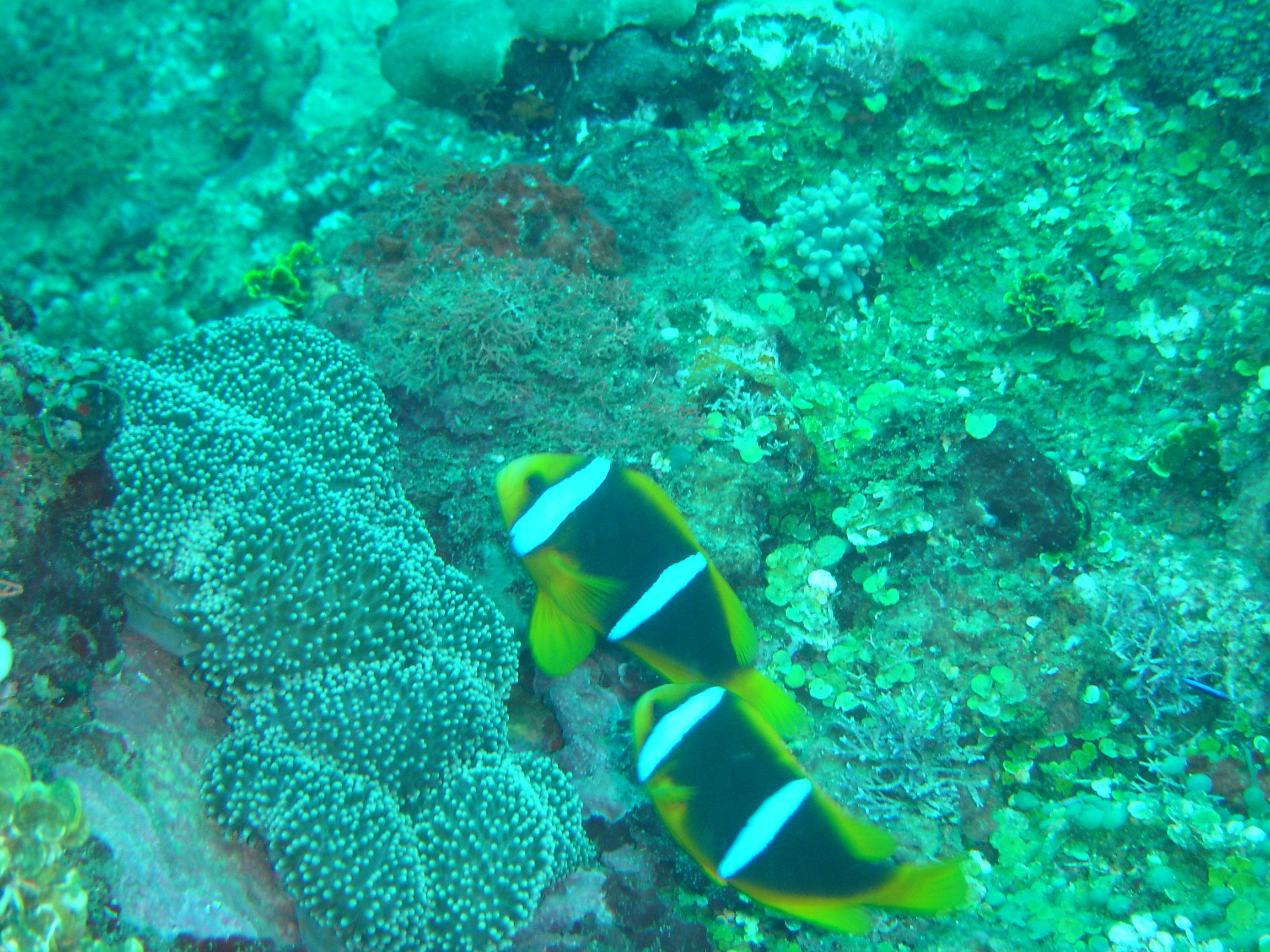 Clowns Fiji