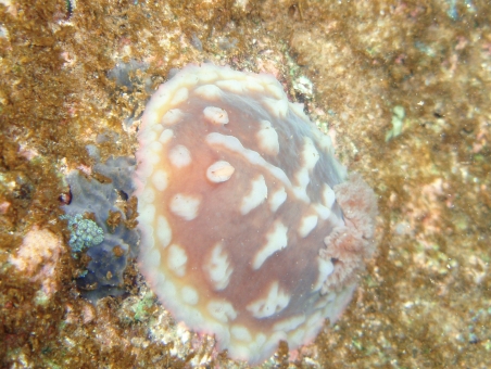 clumpy nudi