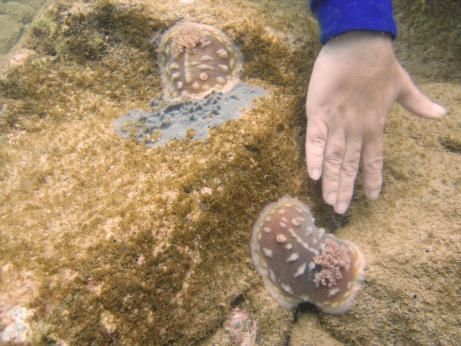 Clumpy nudis