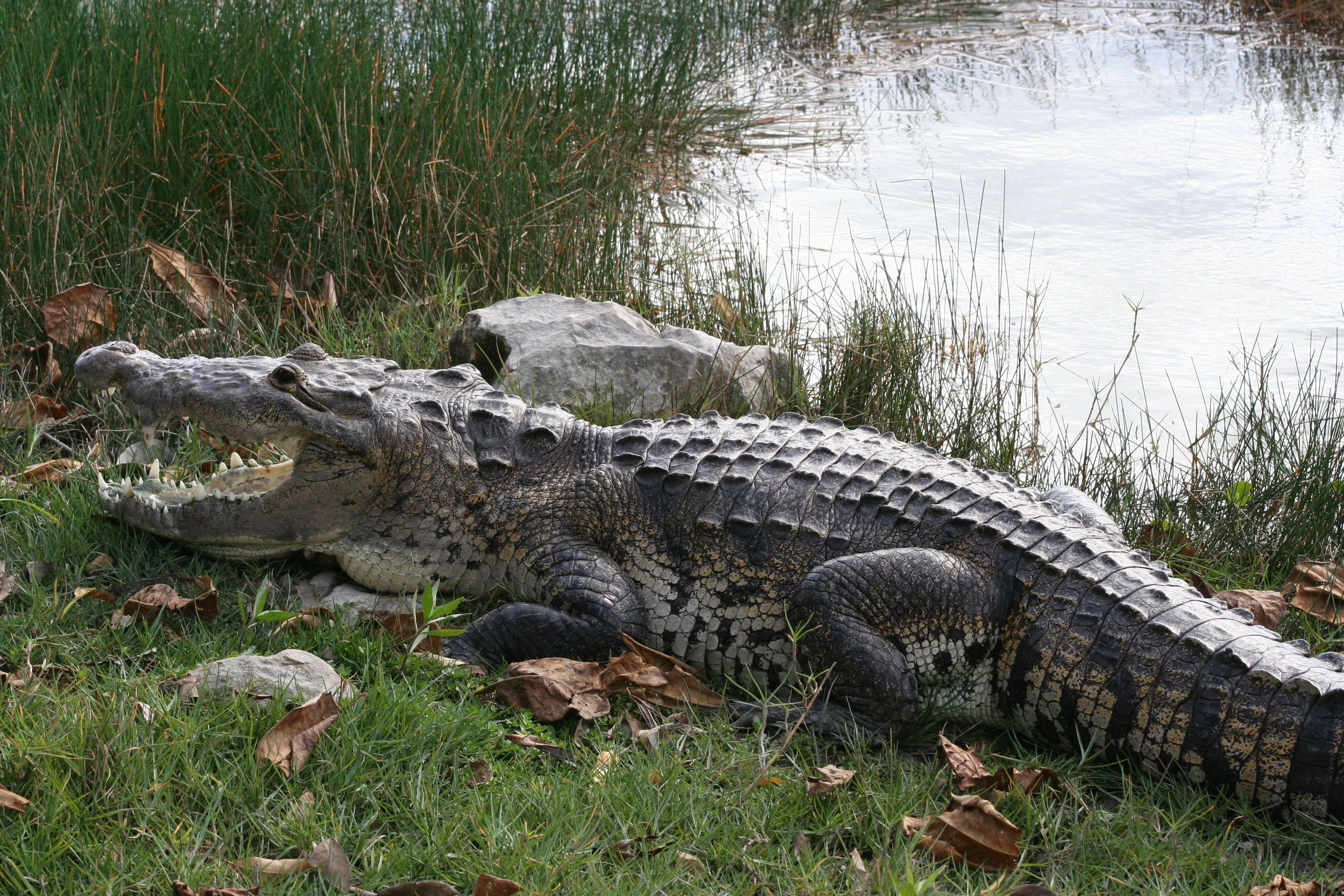 Coba Mexico Crocodile