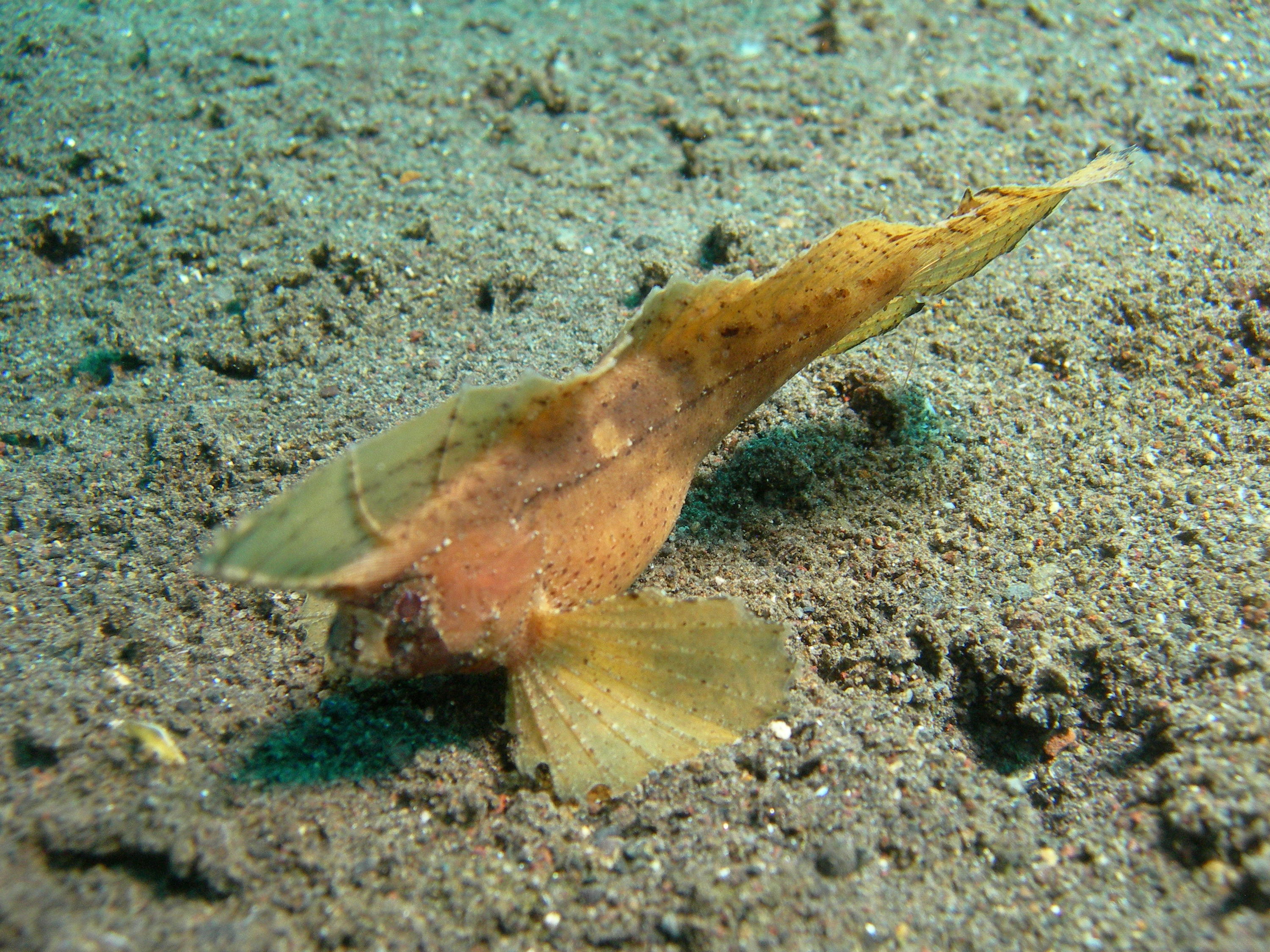 COCKATOO WASPFISH