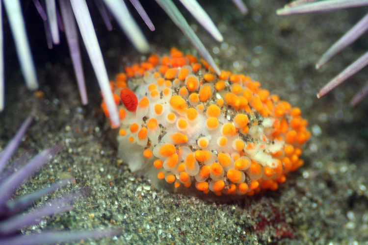 Cockerells Dorid