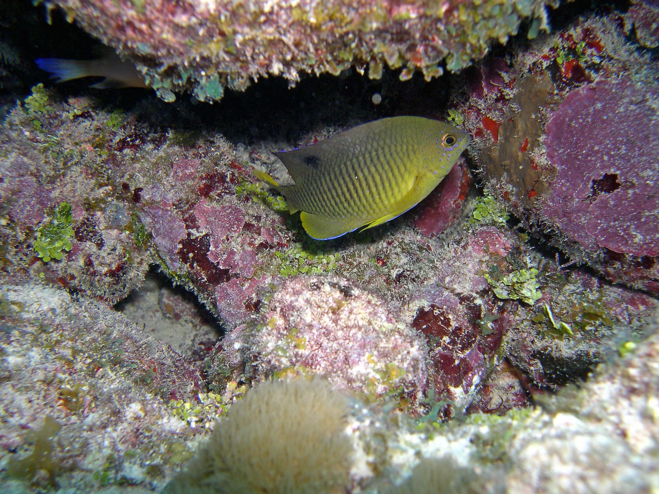 Cocoa Damselfish