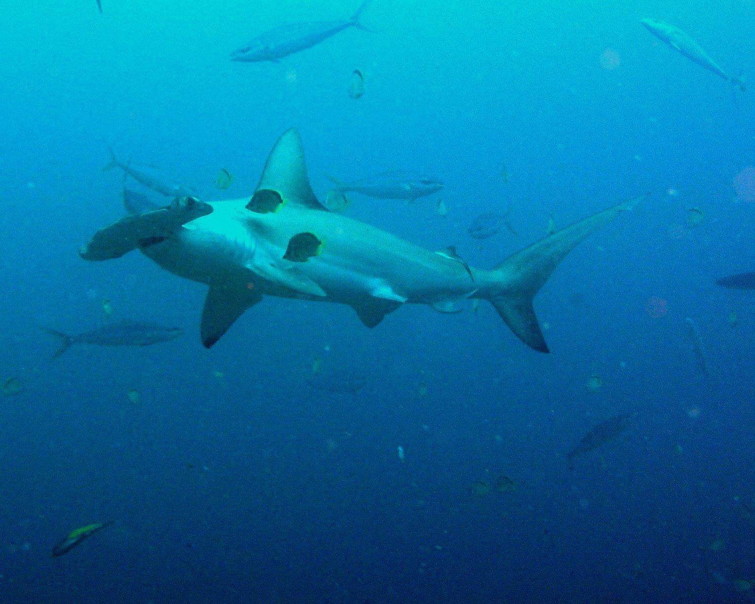 Cocos_Hammerhead_shark