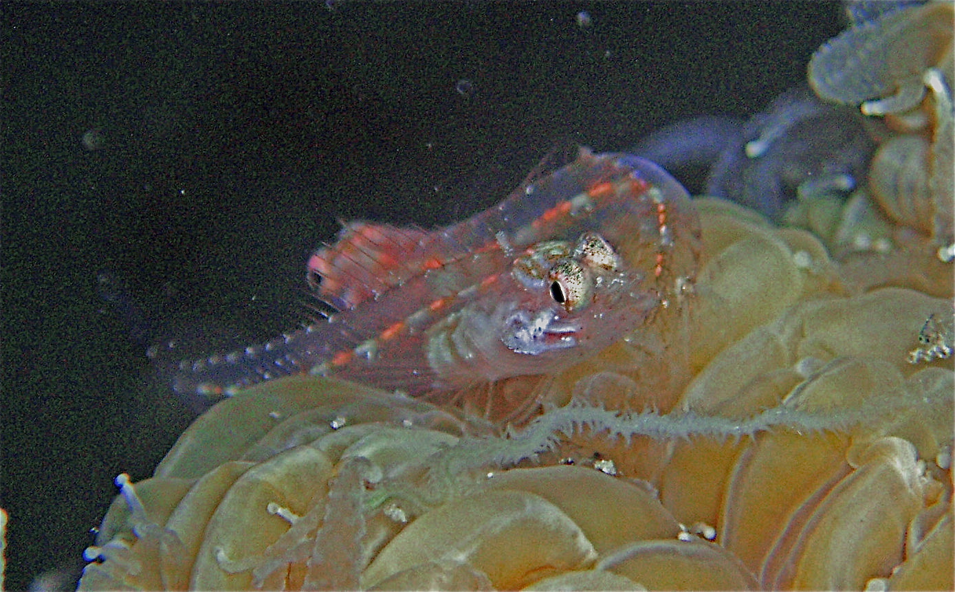 CoCoView Prince Albert Wreck