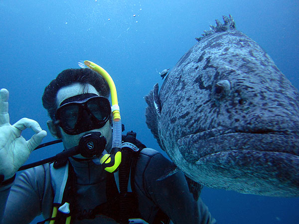 Cod Hole Great Barrier Reef