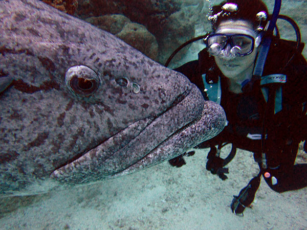 Cod Hole Great Barrier Reef