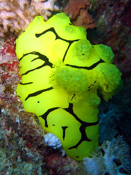 Cod Hole Great Barrier Reef