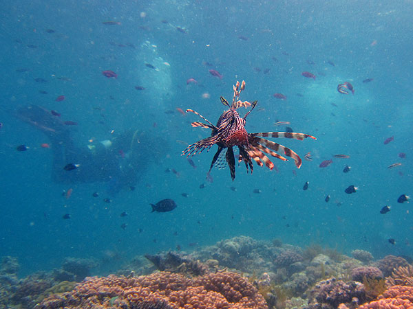 Cod Hole Great Barrier Reef