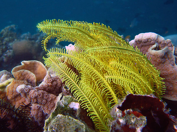 Cod Hole Great Barrier Reef