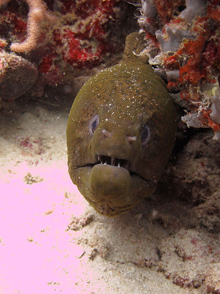 Cod Hole Great Barrier Reef