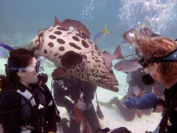 Cod Hole Great Barrier Reef