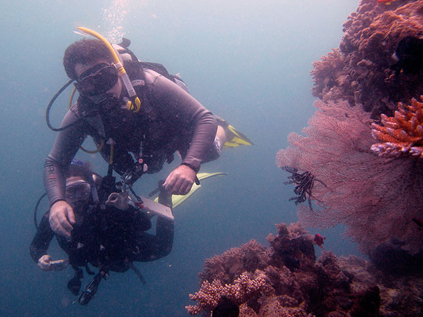 Cod Hole Great Barrier Reef