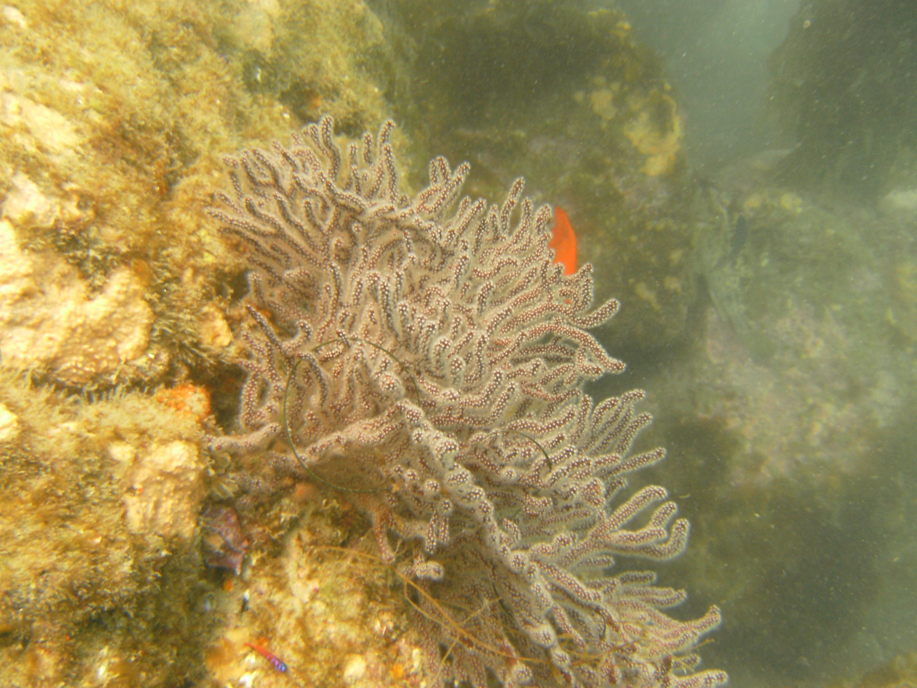 Cold Water Soft Coral
