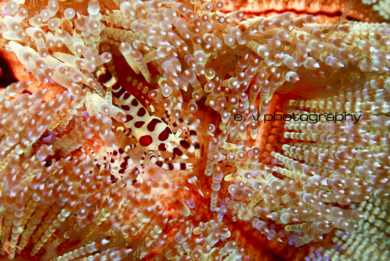 Coleman shrimp