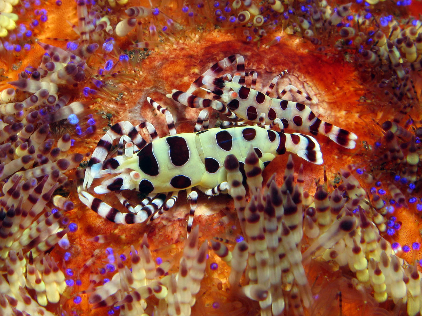 Coleman Shrimps (Periclimenes colemani) on fire urchin