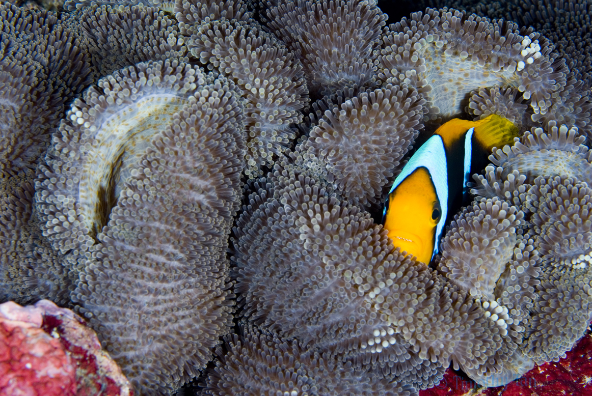 coleman_s_anemone_fish_2