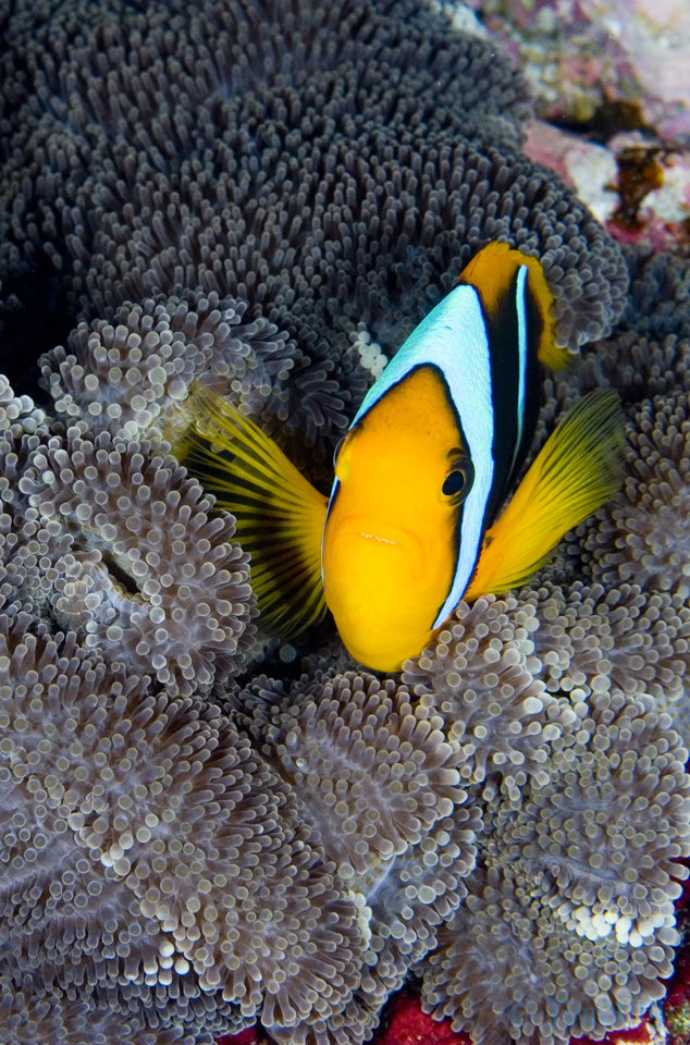 coleman_s_anemone_fish_3