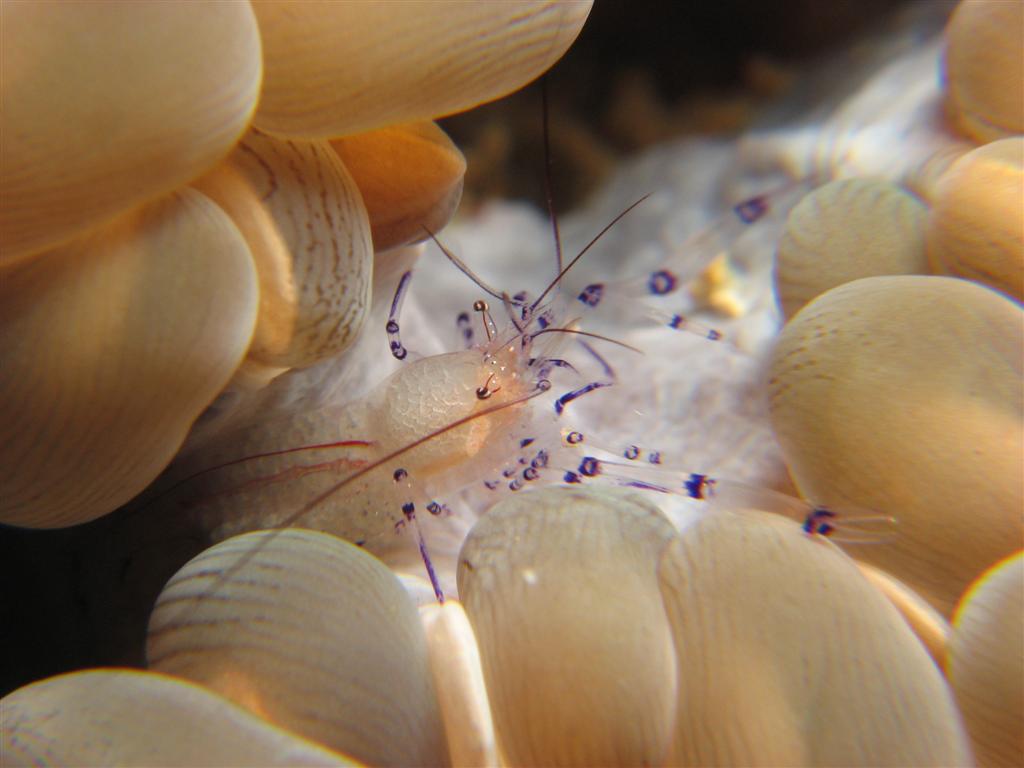 Coleman's Bubble Coral Shrimp