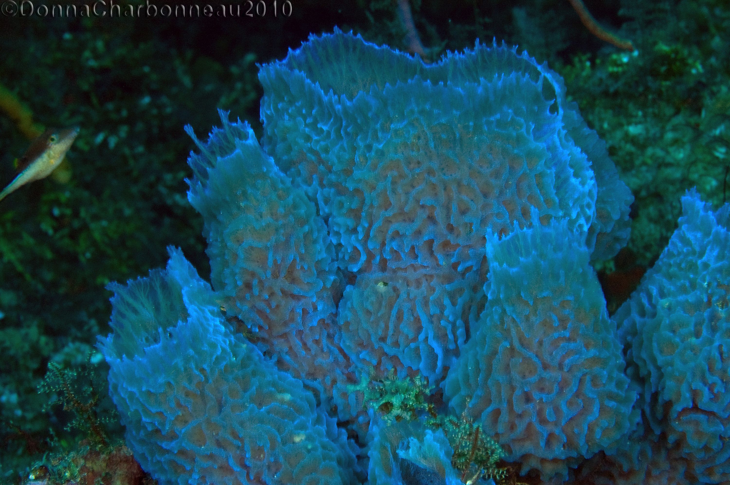 Collection of Azure Vase Sponges