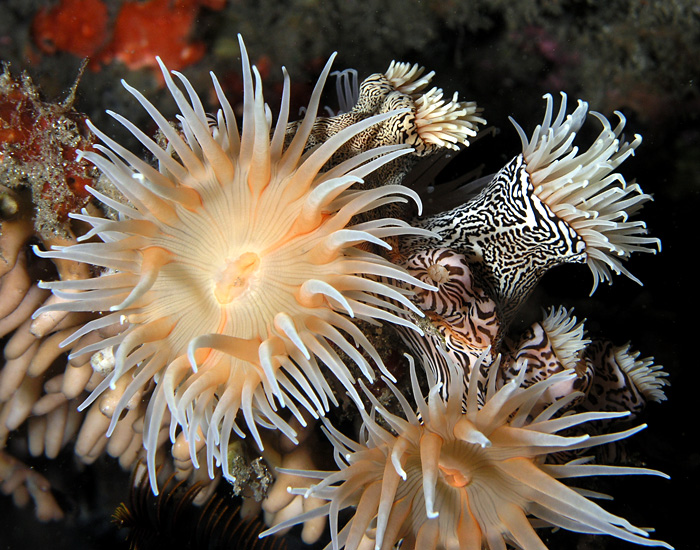 Colonial Zebra Anemones