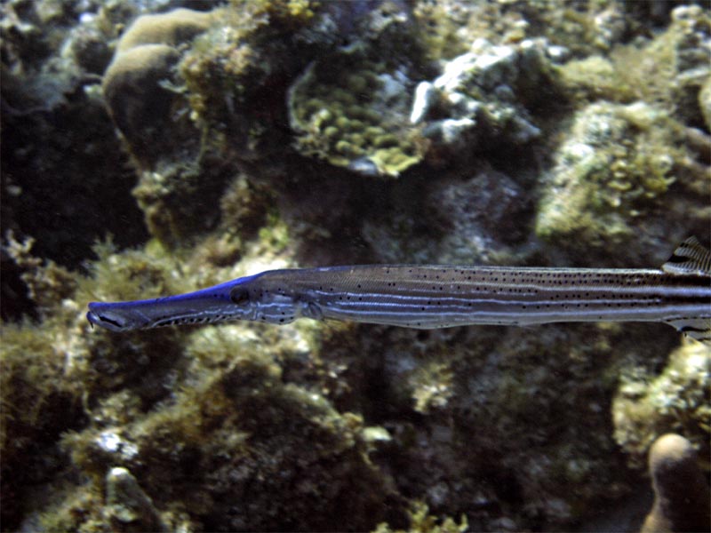 Color variant of Trumpetfish