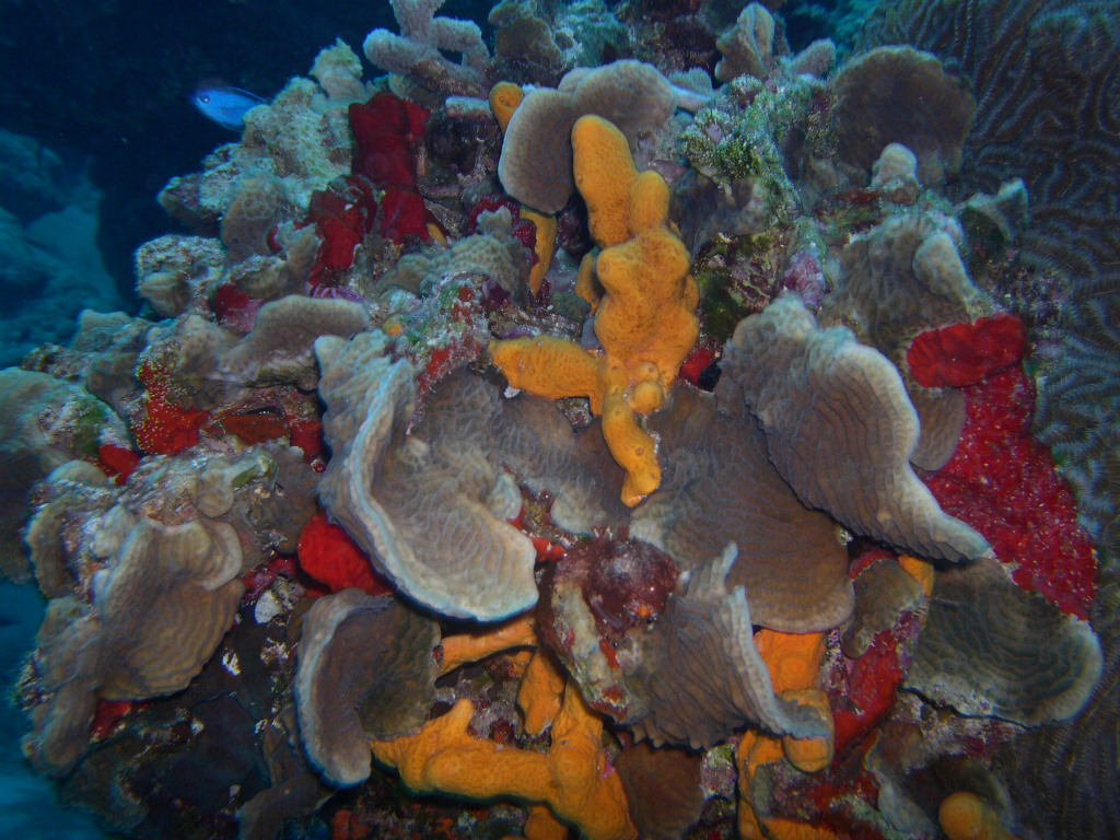 Colorful Coral & a Blue Chromis